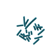 Probiotiques