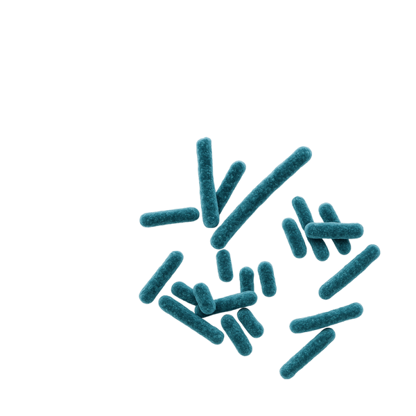Probiotiques