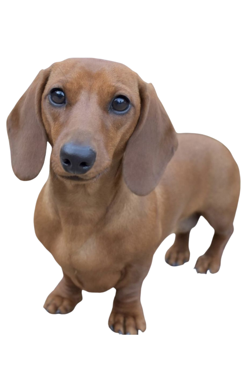 Petit chien