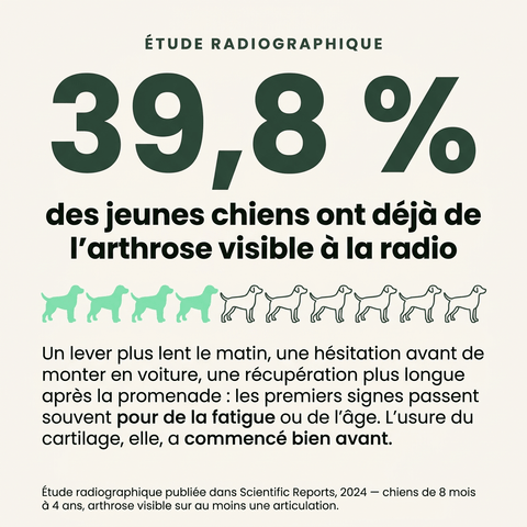 Articulation & Mobilité: Soutien et confort articulaire - HelloTruffi