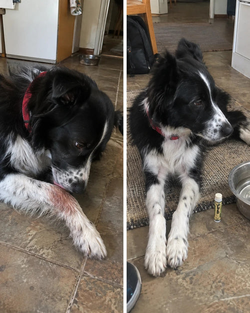 Avant apres baume Truffi border collie patte