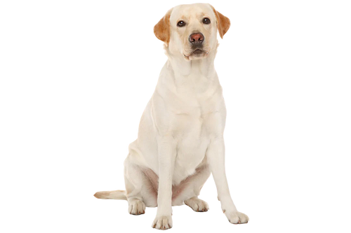 Grand chien