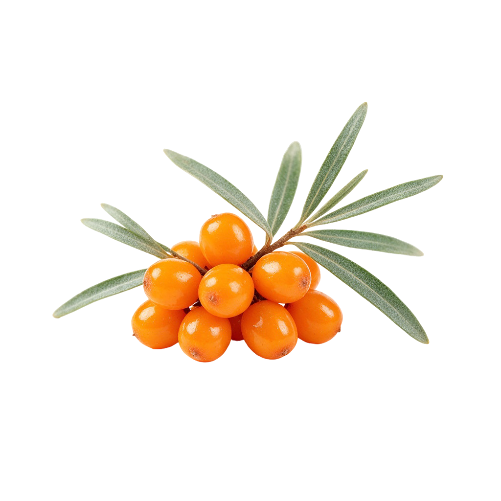 Extrait d argousier, ingredient du baume Truffi Image