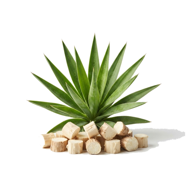 Yucca Schidigera
