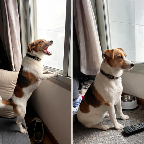 Jack russell avant et apres : chien qui aboie a la fenetre, puis assis tranquille
