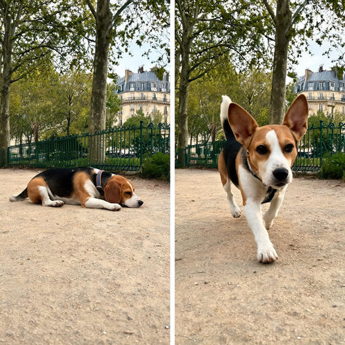 Beagle avant et apres : chien couche au parc, puis trottant vers son maitre