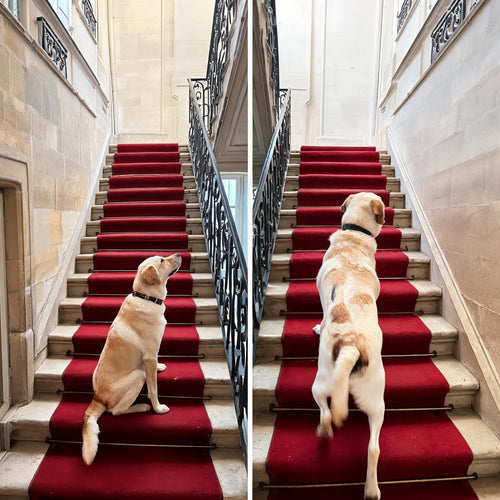 Labrador avant et apres : chien assis au pied de l escalier, puis remontant les marches