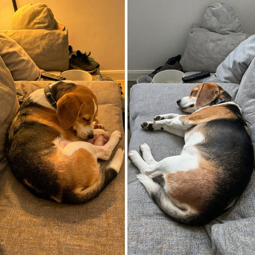 Beagle avant et apres : chien recroqueville qui se mordille, puis endormi detendu