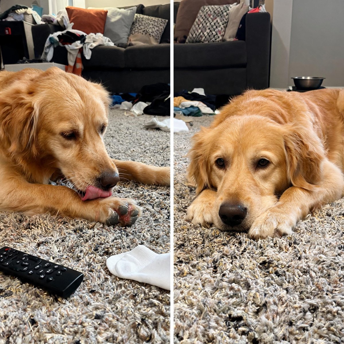 Golden retriever avant et apres : patte lechee et irritee, puis chien apaise au repos Image