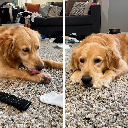 Golden retriever avant et apres : patte lechee et irritee, puis chien apaise au repos